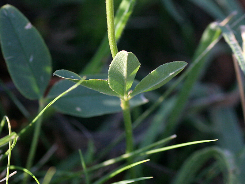 Trifolium montanum subsp. rupestre / Trifoglio rupestre